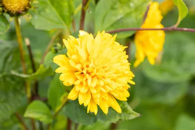 Produktbild von Helianthus decapetalus 'Soleil d'Or', Stauden-Sonnenblume, gelb, ca. 11x11 cm Topf