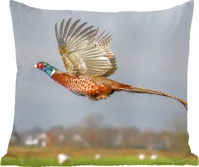 Produktbild von MuchoWow® Zierkissen Sofakissen Wohnzimmer Dekokissen 50x50 cm Fasan - Federn - Flügel - Komfort - Sofakissen