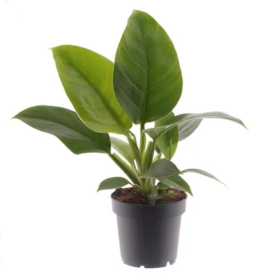 Obrázok produktu pre Philodendron Imperial Green, výška 35 cm