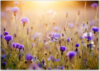 Produktbild von Tulup® Glas-Bild - 100 x 70 - Wandbild aus Glas - Wandkunst - Wandbild hinter gehärtetem Sicherheitsglas - Blumen & Pflanzen - Wildblumen - Mehrfarbig