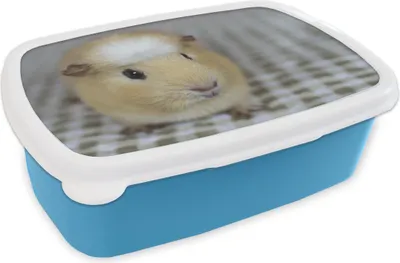 Produktbild von KitchenYeah® Lunchbox Brotzeit Brotdose 17x11 cm Kleines Meerschweinchen Kinder Brotzeitdose - Lunch - Kunststoff  - Brotbüchse - Sandwichbox - Lunchbox für Kinder