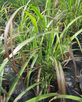 Produktbild von Chinaschilf Flammenmeer - Miscanthus sinensis - leuchtend rote Herbstfärbung
