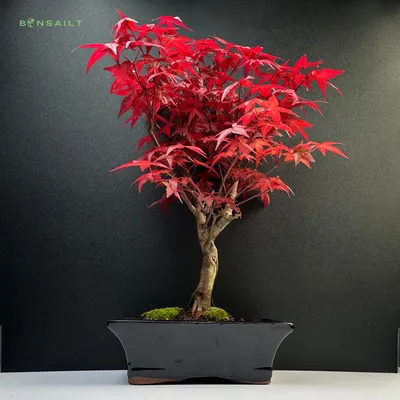 Produktbild von Bonsai - Bonsai baum Japanischer Fächerahorn - Acer (Ahorn) Deshojo bonsai bäume/Japanische Ahorne/mit roten Blättern/baum ist 30-35 cm hoch