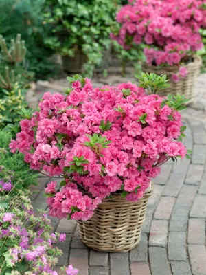 Produktbild von Rhododendron obtusum 'Anouk', Azalee, rosa, 20–25 cm