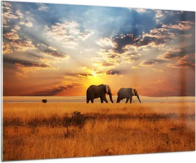 Produktbild von Bilder auf glas - Elefanten Safari Dschungel Busch - 100x70cm - Glasbilder - Wandbilder - Kunstdruck - zum Aufhängen bereit - Wanddekoration aus Glas - Glas Bilder - Wandbild auf Glas - GAA100x70-3150