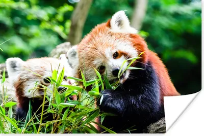Produktbild von MuchoWow® Poster Roter Panda - Pflanzen - Rüssel 120x80 cm - Bilder