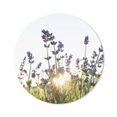 Produktbild von MuchoWow® Mauspad Mousepad Nahaufnahme von Lavendel bei Sonnenuntergang 40x40 cm - Mousepads - Maus Mat - Pad - Mausunterlage - Schreibtisch Accessoires