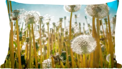 Produktbild von MuchoWow® Zierkissen Sofakissen Wohnzimmer Dekokissen 60x40 cm Blumen - Löwenzahn - Gras - Kopfkissen - Polster mit Foto