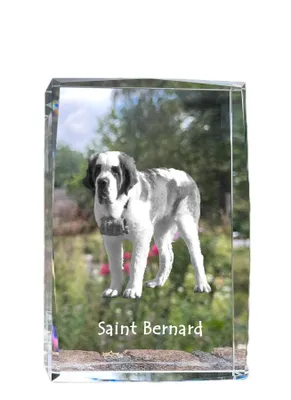 Immagine prodotto di San Bernardo - cristallo con foto del cane, foto nel vetro, esposizione moderna di foto del marchio Art-Dog