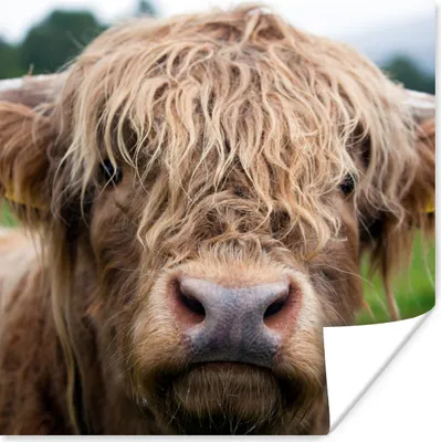 Produktbild von MuchoWow® Poster Schottische Highlander-Kuh - Landschaft - Nahaufnahme 30x30 cm - Wandposter - Printing