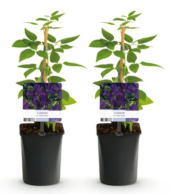 Produktbild von GreenboutiQ - Kletterpflanze - Clematis vit. Polish Spirit - Blüte Rosa - Wenig Pflege - 2 Pflanzen - Topf 11cm Höhe 40cm