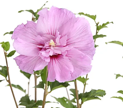Produktbild von Dehner Hibiskus Lavender Chiffon®, Gaten-Eibisch mit halbgefüllten rosa Blüten, 50-60 cm exkl. Pflanztopf, mehrjähriger Zierstrauch