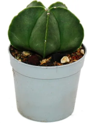 Immagine prodotto di Astrophytum myriostigma nudum - La mitra vescovile nuda - in un vaso di 6,5 cm - una rarità tra le cactacee