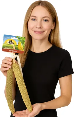 Produktbild von JR FARM Perlhirse in Kolben zum Knabbern für alle Papageien 40g