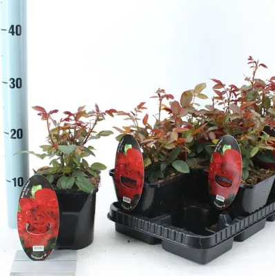 Produktbild von Rosa (PA) 'Satchmo'  ® - Rose | 10-15 cm im topf