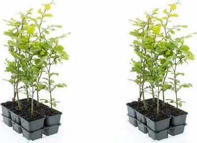 Produktbild von Rotbuche 40-60 cm 12 Stück Fagus sylvatica - Laubbaum - Heckenpflanze - im Topf gewachsen