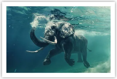 Produktbild von Poster - Poster ohne Rahmen - Elefant Tier Wasser - 91,5x61 cm - Wand Bild - Wanddeko - Wandbilder - Kunstposter - Wandposter - Bilder - Kunstdruck - Wanddekoration - Wandbild - P2XAA91x61-3944