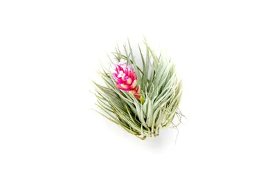 Obrázok produktu pre Gardners Tillandsia cukrová vata (stricta)