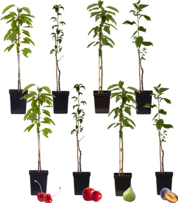 Produktbild von Fruchtsäulen - 8 Stk - Malus, Pryus, Prunus - Höhe 60-70cm - ⌀9cm