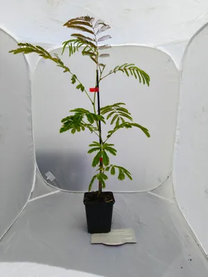 Produktbild von Set mit 4 Albizia julibrissin ‘Rosea’ – Persischer Seidenbaum – Höhe 20–30 cm – 9-cm-Topf