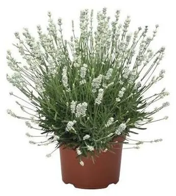Productafbeelding van JUNAVERA Lavandula angustifolia 'Vienco Early White' | witte lavendel | 25 tot 35 cm hoog | 12 cm pot