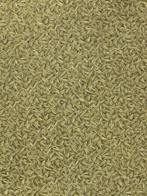 Produktbild von Harald Glööckler Tapeten Gold Schwarz Blätter Federn 52504 Design