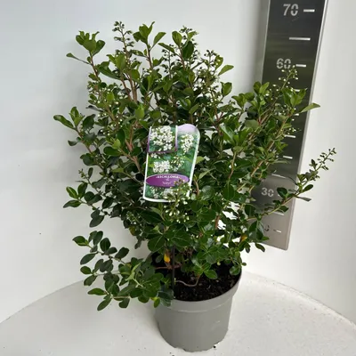 Zdjęcie produktu dla Escallonia 'Iveyi' – krzew andyjski | 50–60 cm w doniczce