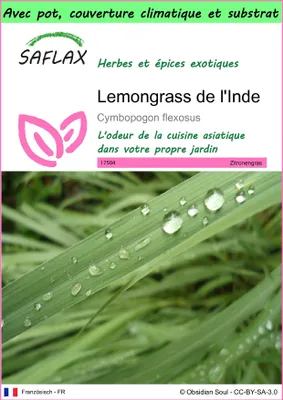 Image de SAFLAX Garden to go - Lemongrass de l'Inde - 50 graines - Cymbopogon