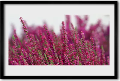 Produktbild von Bild 60x40 MDF-Rahmen Wandkunst Blumen Wiese Natur Pflanze
