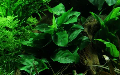 Produktbild von Aquarium Pflanze Anubias barteri nana Nr.301 AquaOne Aquarium Wasserpflanzen