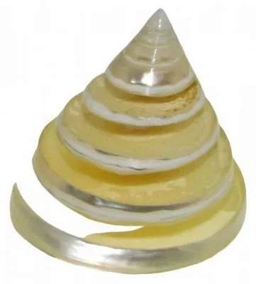 Immagine prodotto di Decorazione Acquario Conchiglia Trochus Lucidata Naturale per Pesci Ornamentali e Fondo Acquario