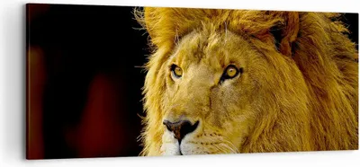 Produktbild von Bild auf Leinwand - Leinwandbild - Löwe Tiere Tierwelt - 120x50cm - Wand Bild - Wanddeko - Leinwanddruck - Bilder - Kunstdruck - Wanddekoration - Leinwand bilder - Wandkunst - AB120x50-1237