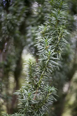 Produktbild von Taxus baccata 'Westerstede', Eibe, immergrün, 25–30 cm