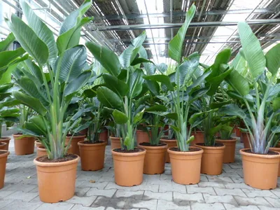 Produktbild von Strelitzia Strelitzie weiß Augusta 160 - 180 cm, Paradiesvogelblume