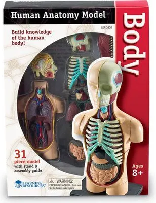 Zdjęcie produktu dla Learning Resources Anatomy Model - Human Body, 8 lat(a), Wielobarwny
