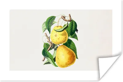 Produktbild von MuchoWow® Poster Birnen - Obst - Gesund 180x120 cm - Fotoplakat