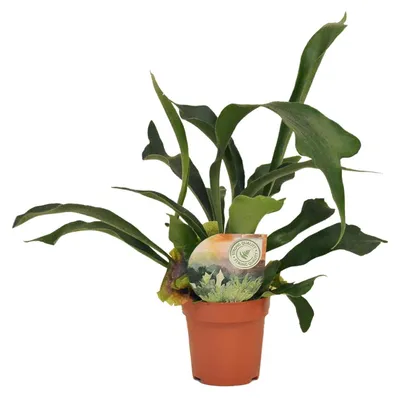 Produktbild von Platycerium bifurcatum - 25-35cm - Ø12cm - Zimmerpflanze - Immergrün
