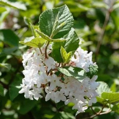 Immagine prodotto di Viburno  - Viburnum opulus 'Compactum'  | 60-80 cm in contenitore