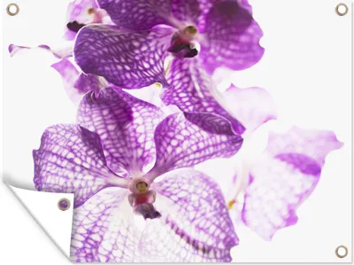 Produktbild von MuchoWow® 80x60 cm Outdoor-Poster Gartendeko Sichtschutz Garten Poster für den Garten  Lila Orchideen