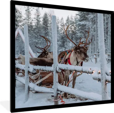 Produktbild von MuchoWow® Gerahmtes Poster Ein Rentier im Weihnachtsmanndorf in Finnland 40x40 cm - Poster mit Schwarzem Bilderrahmen Wandposter Rahmen Foto Bilder - Mit Rahmen - Wanddekoration Schlafzimmer