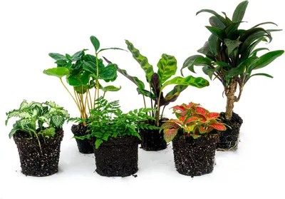 Produktbild von Flaschengarten Paket Jungle-Boost - 6 Pflanzen