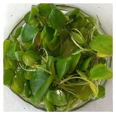 Produktbild von Froschbiss/Aquariumpflanzen - Schwimmpflanzen (3 Pflanzen)