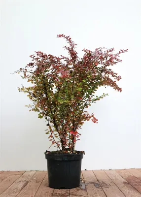 Produktbild von Berberis thunbergii 'Atropurpurea', Blutberberitze, purpurrot, 60–80 cm