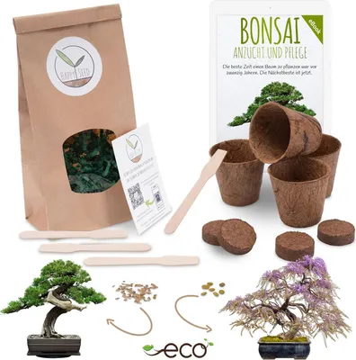 Immagine prodotto di Kit di avviamento per bonsai con eBook  - Set di vasi di cocco, semi e terriccio per piantare (pioggia blu africana + pino australiano)
