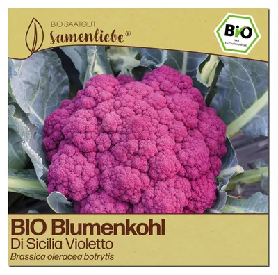 Produktbild von Samenliebe  Blumenkohl Samen | Di Sicilia Violetto - violett - samenfestes  Saatgut