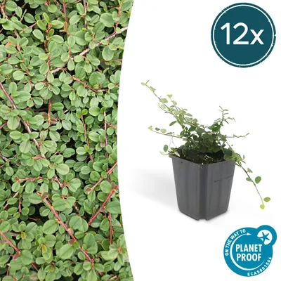 Produktbild von Bodendecker - Kriechmispel - Teppichmispel - Cotoneaster prostratus 'Queen of Carpets' - 9cm - Set mit 12 Pflanzen