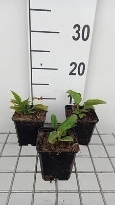 Produktbild von 6 x Echinacea purp. 'Primadonna White' - Sonnenhut - Topf 9 x 9 cm