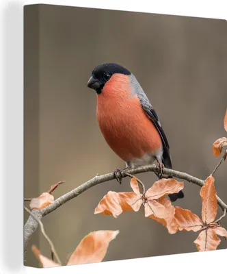 Produktbild von MuchoWow® - Leinwandbilder - Vogel - Laub - Herbst - Gimpel -, Wandbild, Wanddeko Bilder Wohnzimmer, 20x20 cm
