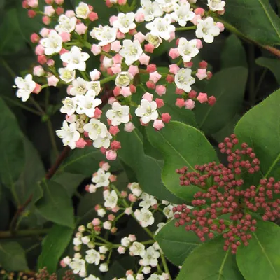 Image de 2 x  Viorne laurier-sauce  - Viburnum tinus 'Eve Price'  | 30-40 cm en conteneur