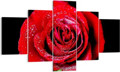 Produktbild von Bild auf Leinwand - Leinwandbild - Rose Blume Blütenblätter Wasser - 125x70cm - Wand Bild - Wanddeko - Leinwanddruck - Bilder - Kunstdruck - Leinwand bilder - Wandkunst - EA125x70-0370